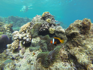 Fototapeta na wymiar corail Australie barrière 