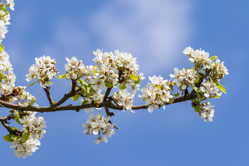 Apfelblüten im Frühling