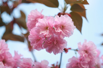 Naklejka na ściany i meble Branch of a blossoming sakura in the spring.