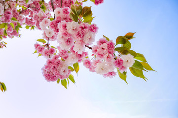 桜の花 青空