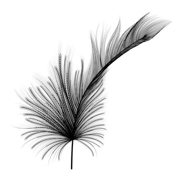 Feathers isolated on a white background. Vector illustration. © helenagl