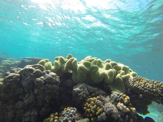 corail Australie barrière 