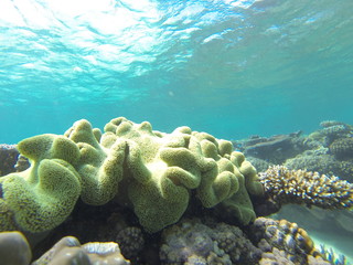 corail Australie barrière 