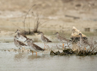 A flock of Ruffs at Asker Marsh in the morning, Bahrain