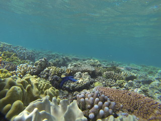 Naklejka na ściany i meble corail Australie barrière 