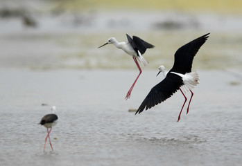 Black-winged Stilt territory fight at Asker Marsh , Bahrain