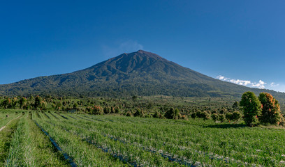 Fototapeta na wymiar Pyramid shaped Kerinci volcano seen from gardens nearby on a clear blue sky day in Kersik Tua, Jambi, Sumatra, Indonesia