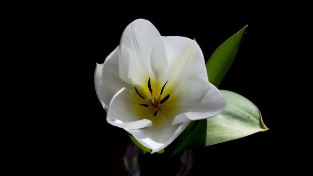 Time-lapse shot of white creeping tulip flower movie on black background
