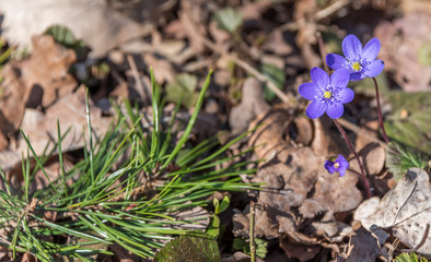 Macro Photograph of Small Purple Wildflowers in a Forest in Spring