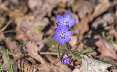 Macro Photograph of Small Purple Wildflowers in a Forest in Spring
