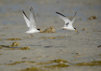 A female Saunders tern chasing away a male with fish at Busaiteen coast, Bahrain