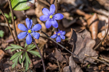 Macro Photograph of Small Purple Wildflowers in a Forest in Spring