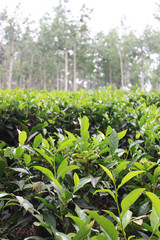 green tea plantation Tea leaves closeup Munnar