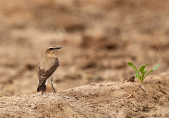 Portrait of a Northern Wheatear female at Buri farm, Bahrain