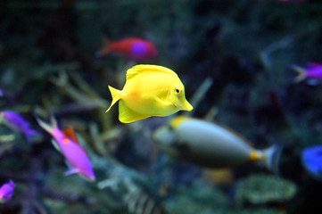 とがった口が可愛い小さなキイロハギの泳ぐ姿（日本の東京池袋サンシャイン水族館）
