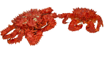 Two isolated raw Kamchatka red king crabs.