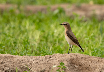Northern Wheatear female at Buri farm, Bahrain