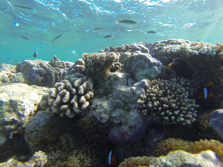 Naklejka na ściany i meble corail Australie barrière 