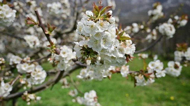 White flowers of cherry tree in spring