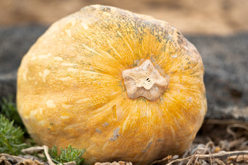 A pumpkin growing at Buri farm, Bahrain