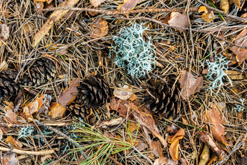 floor of a pine forest in the mountains. Madrid. Spain