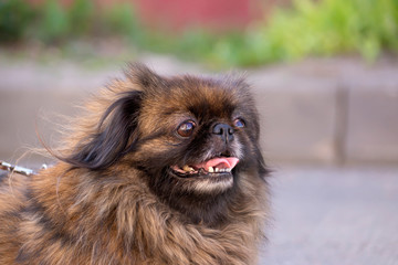Fluffy Pekingese dog with a sticking out tongue in nature.