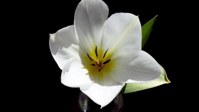 Time-lapse shot of white developing and creeping tulip flower movie on black background