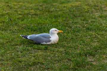 Seagull Laying On the Green Grass