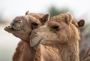 Closeup of Arabian camels, Bahrain