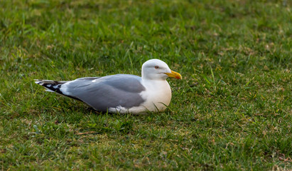 Seagull Laying On the Green Grass