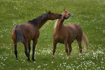 horse couple
