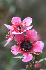 macro photography of  just tea tree flowers