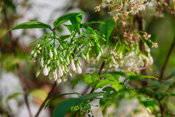white flower of water jasmine on branches with light shading reflect with side in home garden,Style ant view shoot