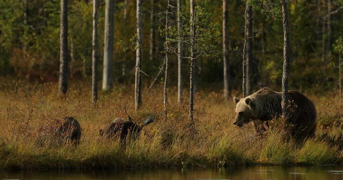 Bear hidden in yellow forest. Autumn trees with bear. Beautiful brown bear walking around lake with fall colours. Dangerous animal in the wood and meadow habitat. Wildlife from Finland.