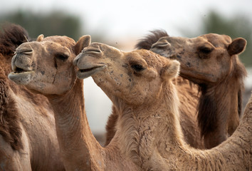 Closeup of Arabian camels, Bahrain