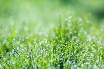 Obraz premium Niewyraźne zielone tło z elementami okrągłego świecącego bokeh. Natura tło, zielona trawa, rosa, bokeh.