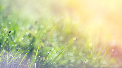 Blurred green background image with elements of round glowing bokeh. Nature background, green grass, dew, bokeh.