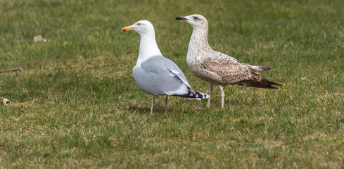 Adult and Young Seagull on a Grass Lawn