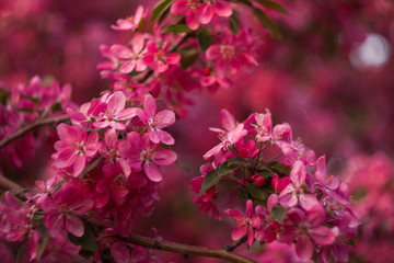 Branch of a blossoming яблони in the spring.