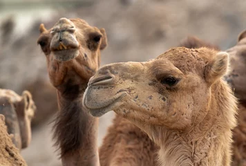 Foto op Plexiglas Portrait  of Arabian camel, Bahrain © Dr Ajay Kumar Singh