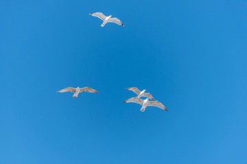 Flock of Seagulls Flying in a Clear Blue Sky