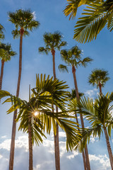 Fototapeta na wymiar Sun burst though palm trees against a blue sky along the Tampa Riverwalk in Tampa Florida in the United States