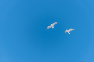 Seagulls Flying in a Clear Blue Sky