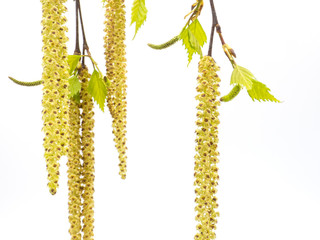 Birch branch. Silver birch catkin isolated on a white background