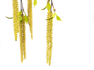 Birch branch. Silver birch catkin isolated on a white background