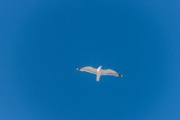Seagull Flying in a Clear Blue Sky