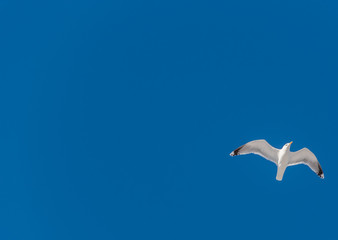 Seagull Flying in a Clear Blue Sky