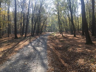 Path landscape under trees