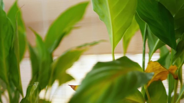 4k footage of camera moving along big green leaves of perennial evergreens of aroid family called spathiphyllum