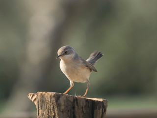 Sylvia communis.  Curruca zarcera en libertad